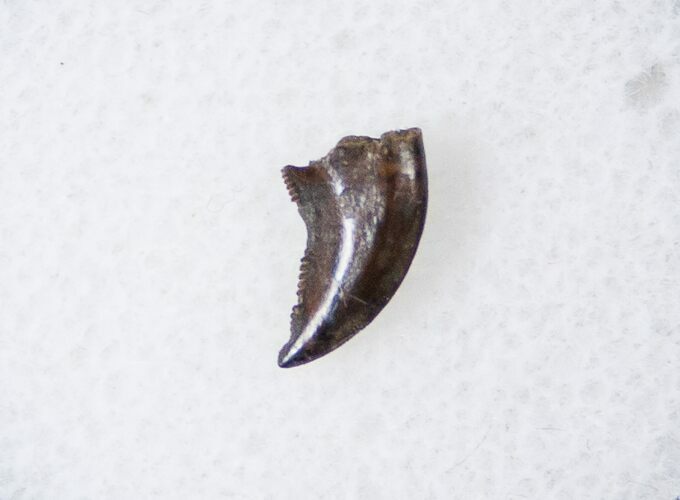 Raptor (Acheroraptor) Tooth - Montana #16040